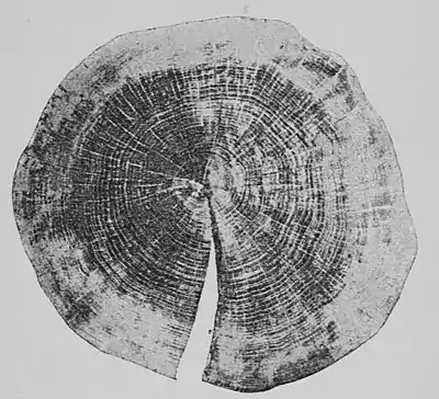 The Oak (Marshall Ward) Fig 26.jpg