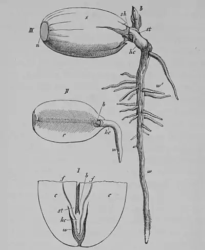 The Oak (Marshall Ward) Fig 3.jpg