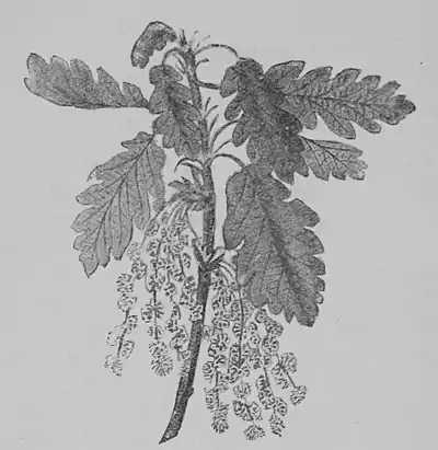 The Oak (Marshall Ward) Fig 31.jpg