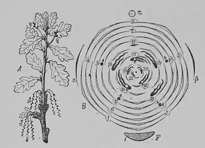 The Oak (Marshall Ward) Fig 32.jpg
