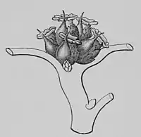 The Oak (Marshall Ward) Fig 33.jpg