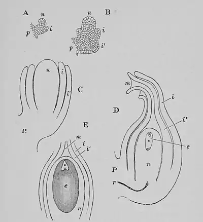 The Oak (Marshall Ward) Fig 35.jpg