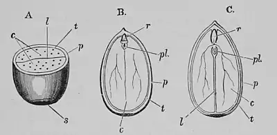 The Oak (Marshall Ward) Fig 36.jpg
