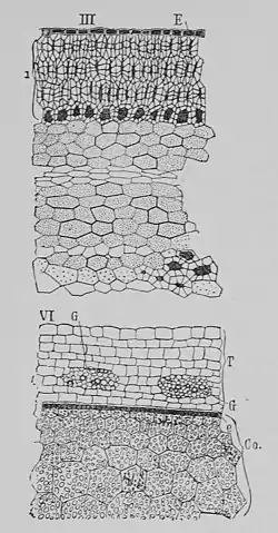 The Oak (Marshall Ward) Fig 37.jpg