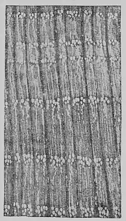 The Oak (Marshall Ward) Fig 38.jpg