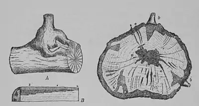 The Oak (Marshall Ward) Fig 41.jpg