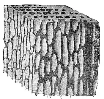 The Oak (Marshall Ward) Fig 42.jpg