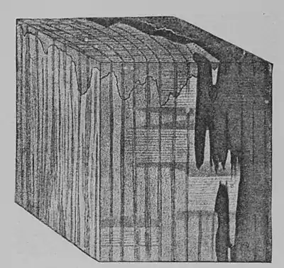 The Oak (Marshall Ward) Fig 44.jpg