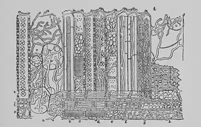 The Oak (Marshall Ward) Fig 49.jpg