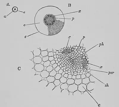 The Oak (Marshall Ward) Fig 5.jpg