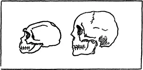 The Story of Mankind - The Growth of the Human Skull.png
