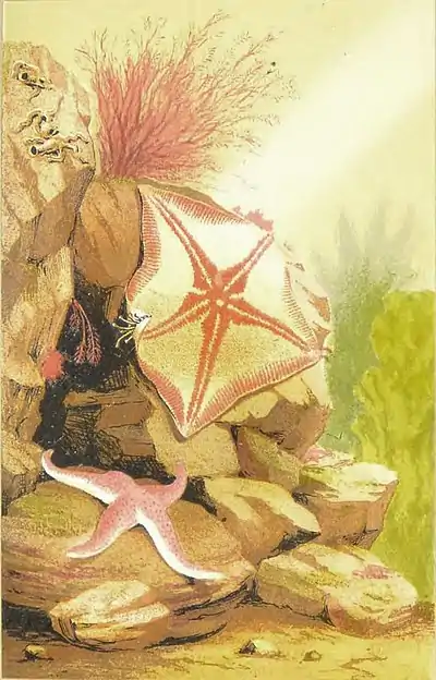 The aquarium - Plate 3.jpg