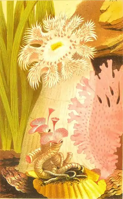 The aquarium - Plate 5.jpg