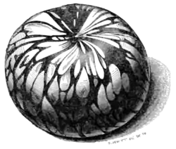 The primeval antiquities of Denmark 098.png