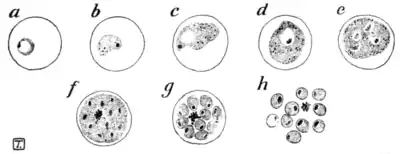 Tropical Diseases - Fig 20.png