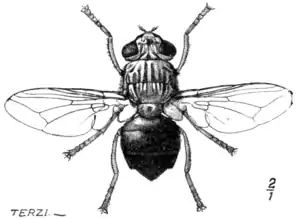 Tropical Diseases - Fig 215.png