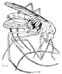 Tropical Diseases - Fig 217.png