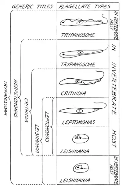 Tropical Diseases - Fig 240.png