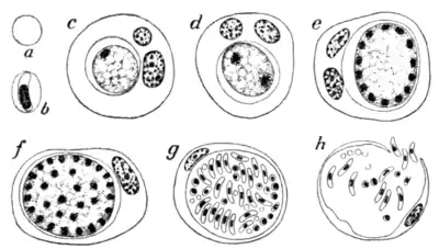 Tropical Diseases - Fig 245.png