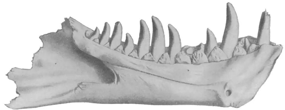 Type Specimen of Dynamosaurus.png