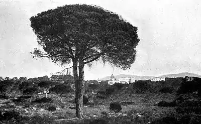 Umbrella Pine, S. Raphael - A Book of the Riviera.jpg