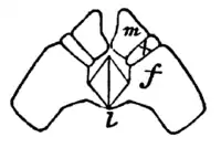 Wood 1865 Myriapoda of North America 04.png