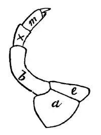 Wood 1865 Myriapoda of North America 05.png