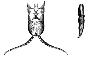 Wood 1865 Myriapoda of North America 10-11.png