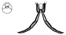 Wood 1865 Myriapoda of North America 16-17.png