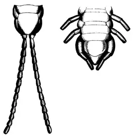 Wood 1865 Myriapoda of North America 21-22.png