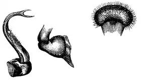 Wood 1865 Myriapoda of North America 46-47.png