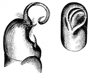Wood 1865 Myriapoda of North America 50-51.png