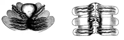 Wood 1865 Myriapoda of North America 60-61.png