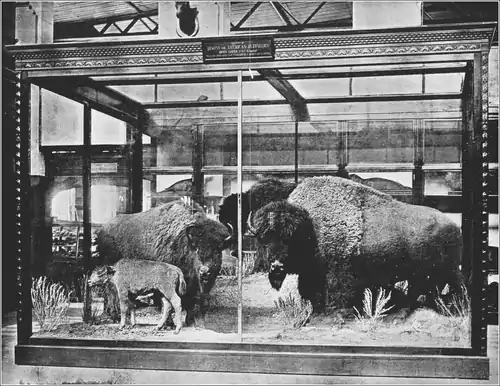 XBIS D007 Group of American Bisons in the National Museum.png