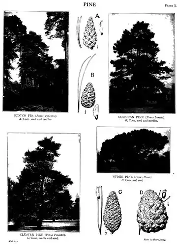 EB1911 - Volume 21.djvu