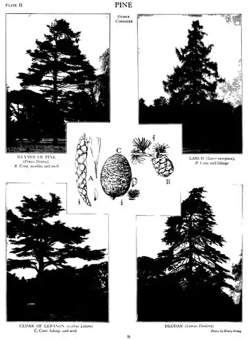 EB1911 - Volume 21.djvu